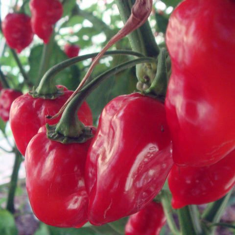 Mad Hatter Extra Hot Sauce