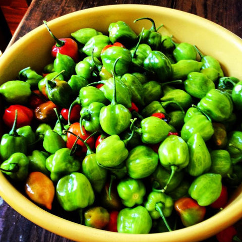 Mad Hatter Mild Sauce